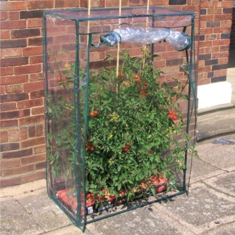 Tomato Greenhouse