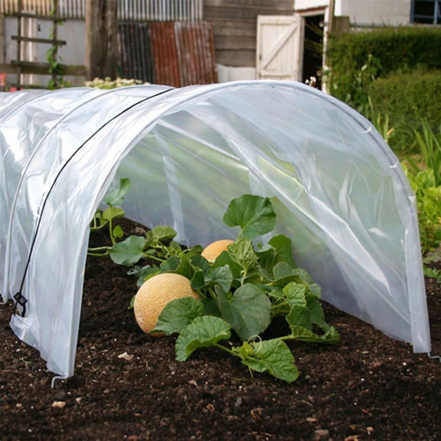 Transparent PE Grow Tunnel